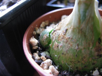 Ornithogalum caudatum Geburt.jpg