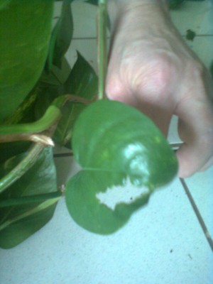Philodendron Buchtenfrass.jpg