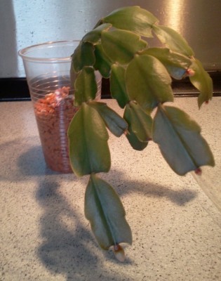 Hängeschlumbi Opa.jpg