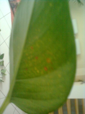 Philodendron Flecken1.jpg