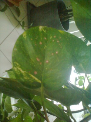 Philodendron Flecken.jpg
