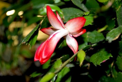 Schlumbi2012 020yy.jpg