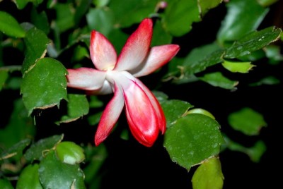 Schlumbi2012 019yy.jpg