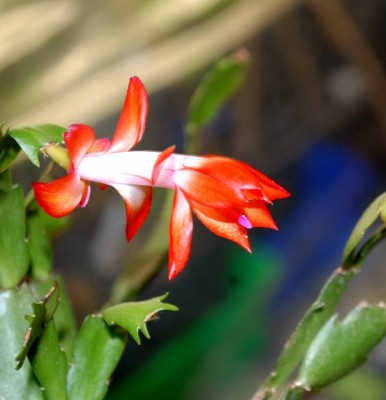 Schlumbi2012 018yy.jpg