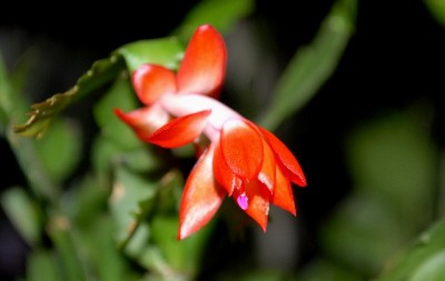 Schlumbi2012 016yy.jpg