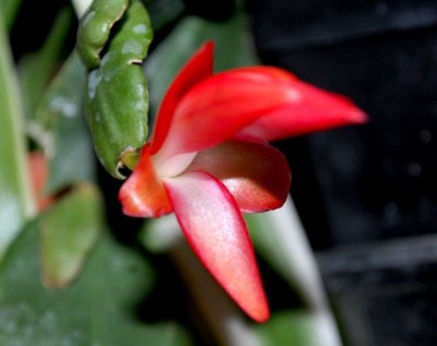 Schlumbi2012 015yy.jpg