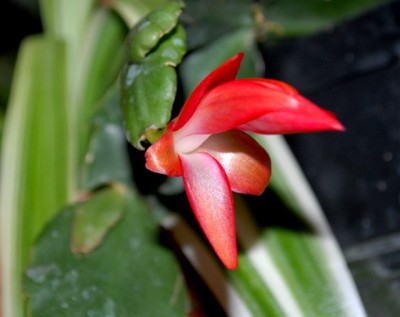 Schlumbi2012 014yy.jpg