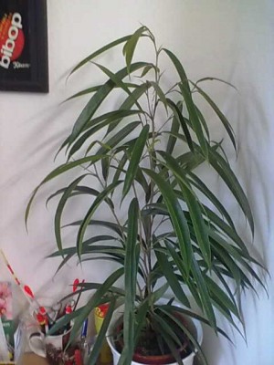 Bild311.jpg