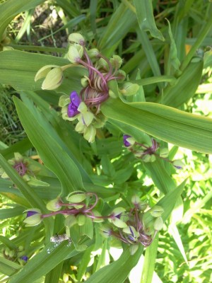 tradescantia andersoniana.jpg
