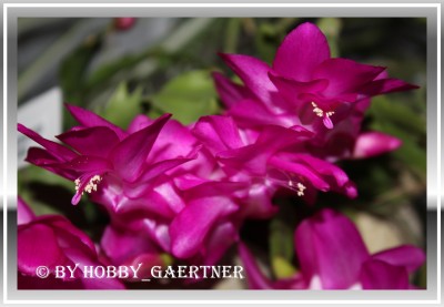 Schlumbergera, Weihnachtskaktus, Rosa.jpg