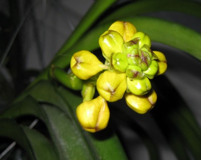 20121027Ascocenda New Spotty_7660.jpg