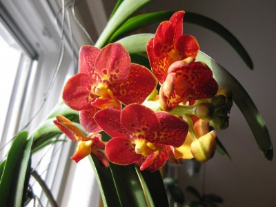 2012111Ascocenda New Spotty_7711.jpg
