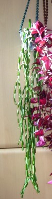 Rhipsalis paradoxa.JPG
