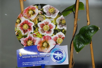 dsc_9427_Sticker.jpg