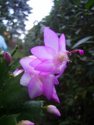 PIC_0008 (480x640).jpg