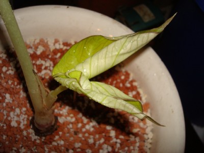 Alocasia black velvet_1.jpg