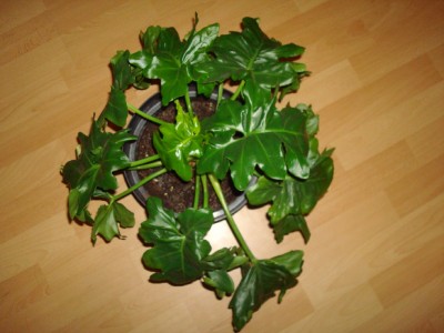 Philodendron atom(ium).jpg