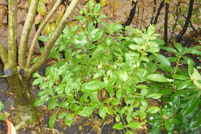 Dahlien 3.11 (2).JPG