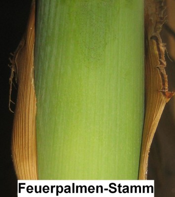 Bild green24 779.jpg