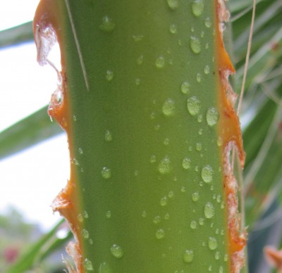 Bild green24 377.jpg