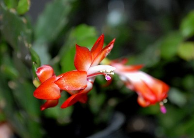 Schlumbi2012 027yy.jpg