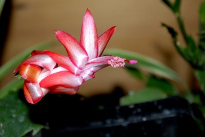 Schlumbi2012 025yy.jpg