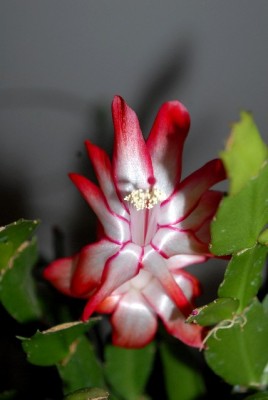 Schlumbi2012 024yy.jpg