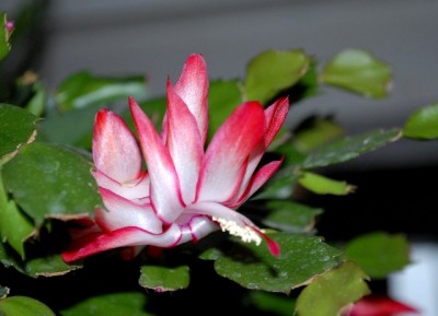 Schlumbi2012 023yy.jpg