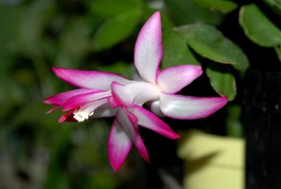 Schlumbi2012 022yy.jpg