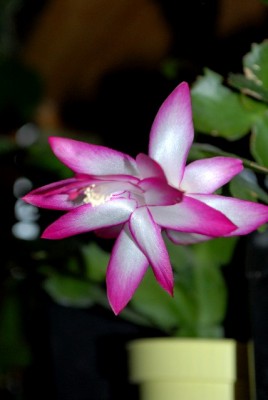 Schlumbi2012 021yy.jpg