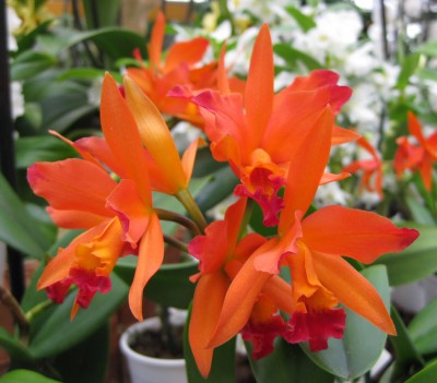 Cattleya_0009.jpg