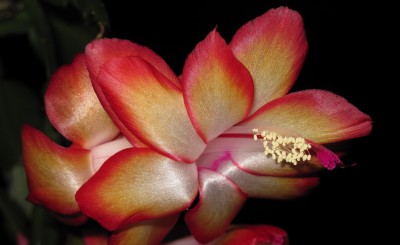 IMG_0521x Schlumbergera Samba Brasil.jpg