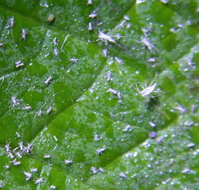 Weisse Minischädlinge - wer kennt sie??? Blattläuse · Pflanzenkrankheiten &  Schädlinge · GREEN24 Pflanzen & Garten Forum