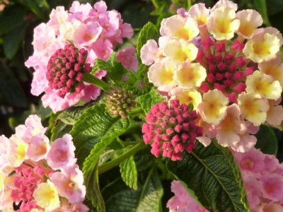 20120624 041 - Kopie (640x480).jpg