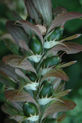 12-11-03-raetsel-akanthus.JPG