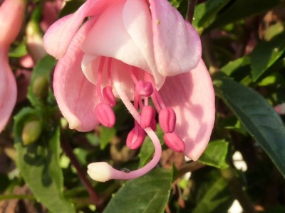 20120624 026 - Kopie (2) (640x480).jpg