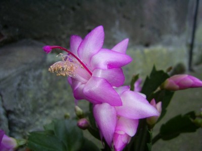 PIC_0011 (640x480).jpg