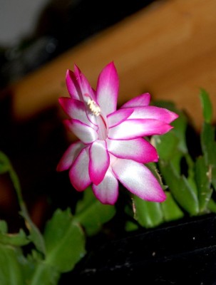 Schlumbi2012 032yy.jpg