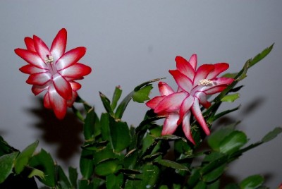 Schlumbi2012 031yy.jpg