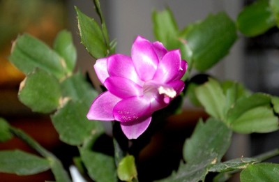 Schlumbi2012 030yy.jpg