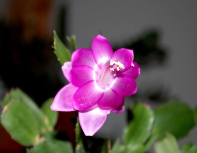 Schlumbi2012 029yy.jpg