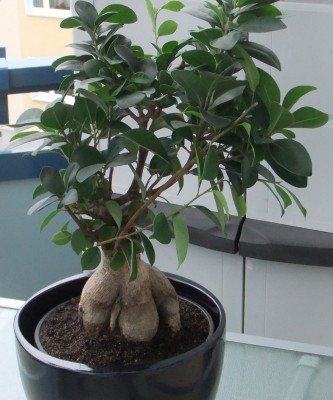 Ficus_umgetopft.jpg