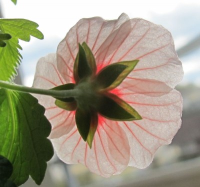 Abutilon2.jpg