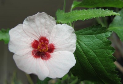 Abutilon1.jpg