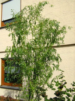 Korkenzieher-Weide  - Salix matsudana Tortuosa 21.09.07.JPG