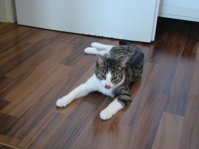 DSC09318 - Kopie.JPG