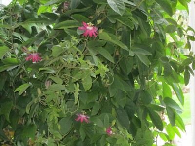 K1024_IMG_1513.JPG