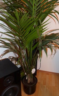 kentia-detail.JPG