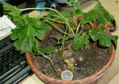 unbekannte Pelargonie.jpg