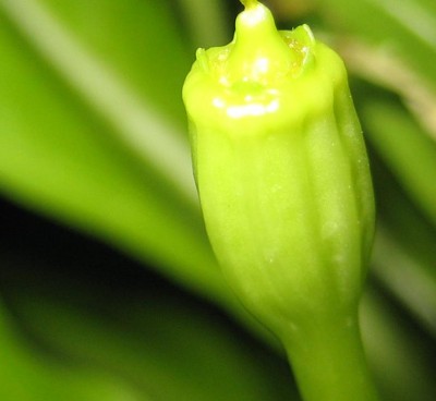 green10 135.jpg
